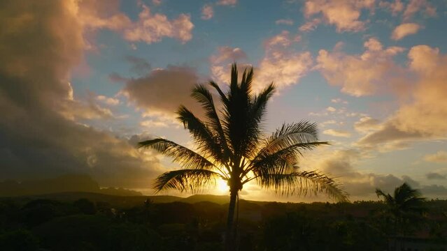 Silhouette of scenic palm tree top canopy swaying on wind on dramatic morning sky with sunrise clouds. Romantic sunrise background with copy space. Cinematic sunset on the beach under palm trees 4K