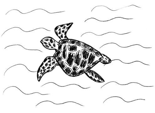 a black and white turtle swims on the sea