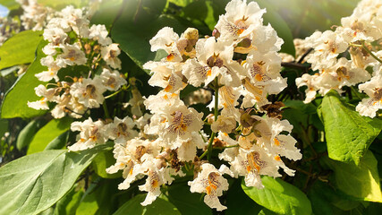 Close-up of white catalpa flowers