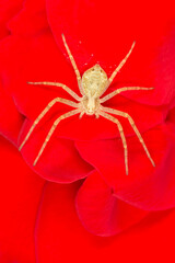 spider sitting on petals of red rose