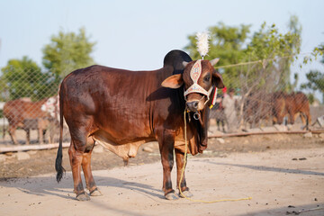 Beautiful cow or buffalo is standing for sale in the market for the sacrifice feast of Eid