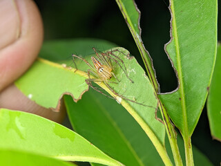 Closeup Striped lynx spider on a green leaf with nature background.