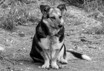 a close-up with a chained dog