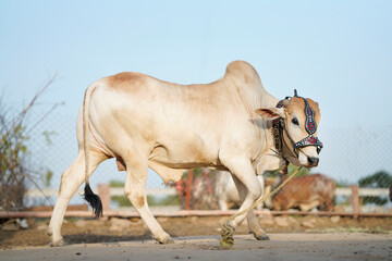 Beautiful cow or buffalo is standing for sale in the market for the sacrifice feast of Eid