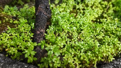 Natural background of fresh small plant grow next to the tree root in the garden