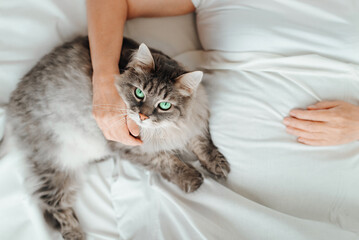 Fototapeta na wymiar Gray fluffy cat looking at camera and lying on bed with woman. Top view senior woman's hand hugging green eyed pet while resting in bedroom in morning. Selective focus on animal's face
