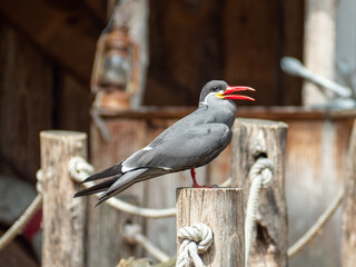 Inca Tern, Larosterna inca, near the water. Bird near the water.