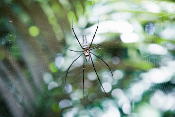 Close up macro shot of spider sitting in a spider web. Blurred background