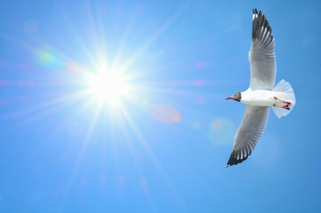 seagull in flight
