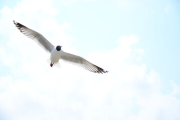 seagull in flight