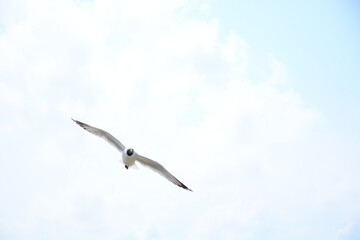 seagull in flight