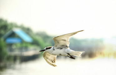 seagull in flight