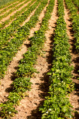 Fototapeta na wymiar weeded field of young strawberries on a warm day. farming,