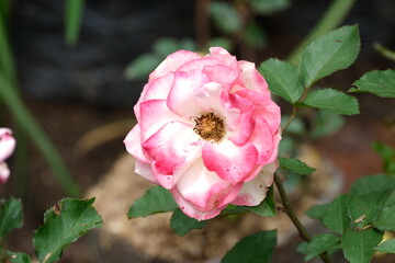 A variety of flowers in macro view.