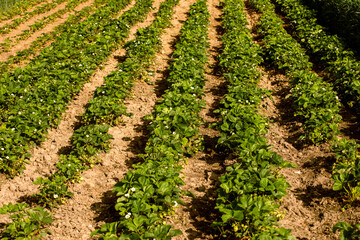 weeded field of young strawberries on a warm day. farming,