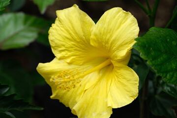 A variety of flowers in macro view. © Purwa