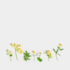 Minimal botanical background with spring flowers and green leaves. Floral greeting card, beautiful field grass, wildflower, leaf. Altai flowers and blooming herbs, copy space, spring concept.