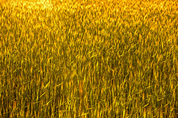 background of young ears of wheat in the evening field, against the sun.