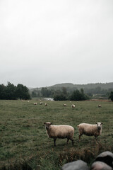 Obraz premium Sheep in the field