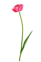 pink flowering tulips with leaves isolated on a white background