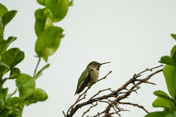 hummingbird on a branch