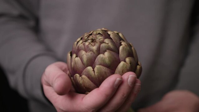 Close up shot of a man in grey t shirt holding a beautiful Globe Artichokes (Cynara cardunculus var. scolymus) in hand. No face video.