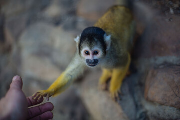 hand monkey