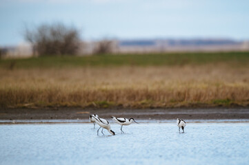 Pied avocet - Recurvirostra avosetta in the water.