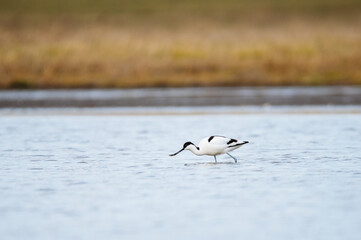 Pied avocet - Recurvirostra avosetta in the water.
