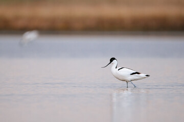 Pied avocet - Recurvirostra avosetta in the water.