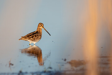 Common snipe - Gallinago gallinago in the water