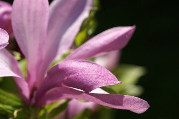 Fototapeta na wymiar Pink bright magnolia in the garden