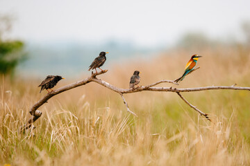 Bee-eater and starling on the branch