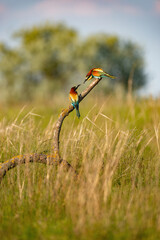 European bee-eater merops apiaster colorful beautiful bird