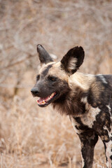 Fototapeta premium African Wild Dogs resting in the grasslands of the Kruger National Park, South Africa