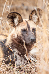 African Wild Dogs resting in the grasslands of the Kruger National Park, South Africa