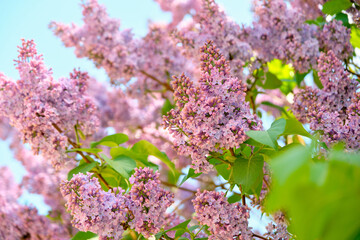 Close up view of Lilac flowers spring blossom