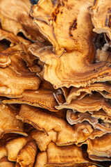 Large mushroom or fungi growing on a decaying log