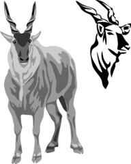 Eland bull - vector illustration