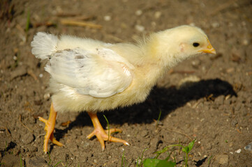 Baby chick