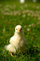 Baby chick on green grass