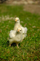 Two baby chicks on green grass