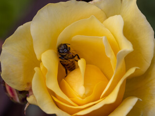 Eine Honigbiene lehnt mit dem Rücken an ein gelbes Rosenblatt und pausiert