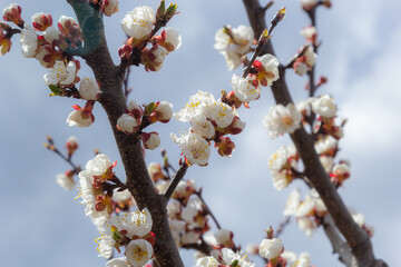 Bloom flower apricot tree. Apricot tree flowers with soft focus. Spring white flowers on a tree branch. Apricot tree in bloom