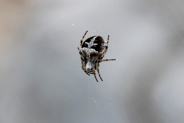 Eine Körbchenspinne freigestellt in der Draufsicht auf ihrem Netz