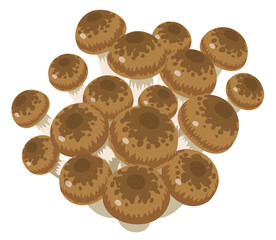 Fototapeta premium Shimeji mushrooms against white background 