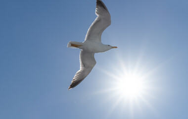 seagull in flight