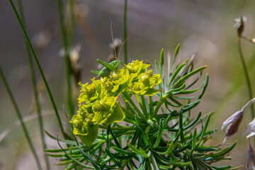 Spring euphorbia cyparissias, cypress spurge flowers closeup selective focus