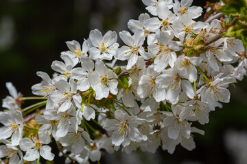 Selective focus of beautiful branches of white Cherry blossoms on the tree under blue sky, Beautiful Sakura flowers during spring season in the park, Floral pattern texture, Nature background