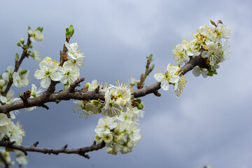 The white plum blossom is the flower representing the early spring